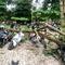 Delapan motor mahasiswa Unila rusak akibat tertimpa pohon tumbang di area parkir kampus. Foto : (Liputan6.com/Dok. Istimewa).