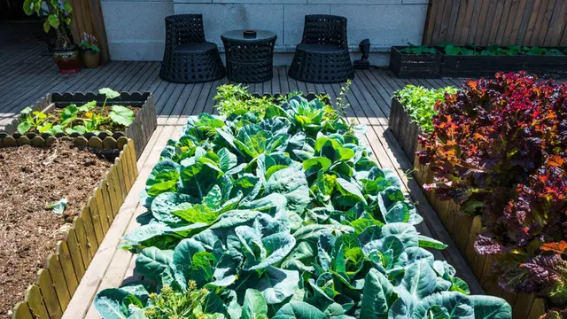 Kebun Sayur Rumahan