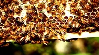Produk dari beternak lebah seperti madu dan royal jelly dihasilkan