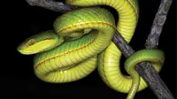 Ular beludak hijau temuan tim peneliti dari India ini diberi nama Trimeresurus Salazar, seperti karakter dalam film Harry Potter (Photo by Aamod Zambre and Chintan Seth, Eaglenest Biodiversity Project)