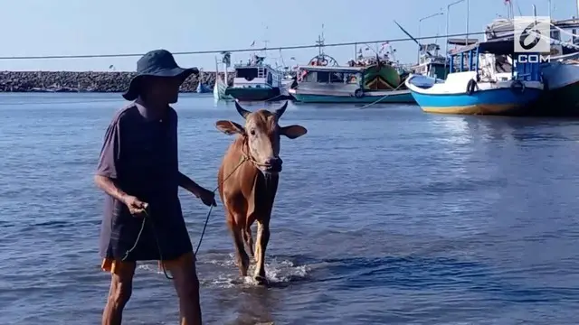VIDEO: Jelang Idul Adha, Sapi Situbondo Dilempar ke Laut