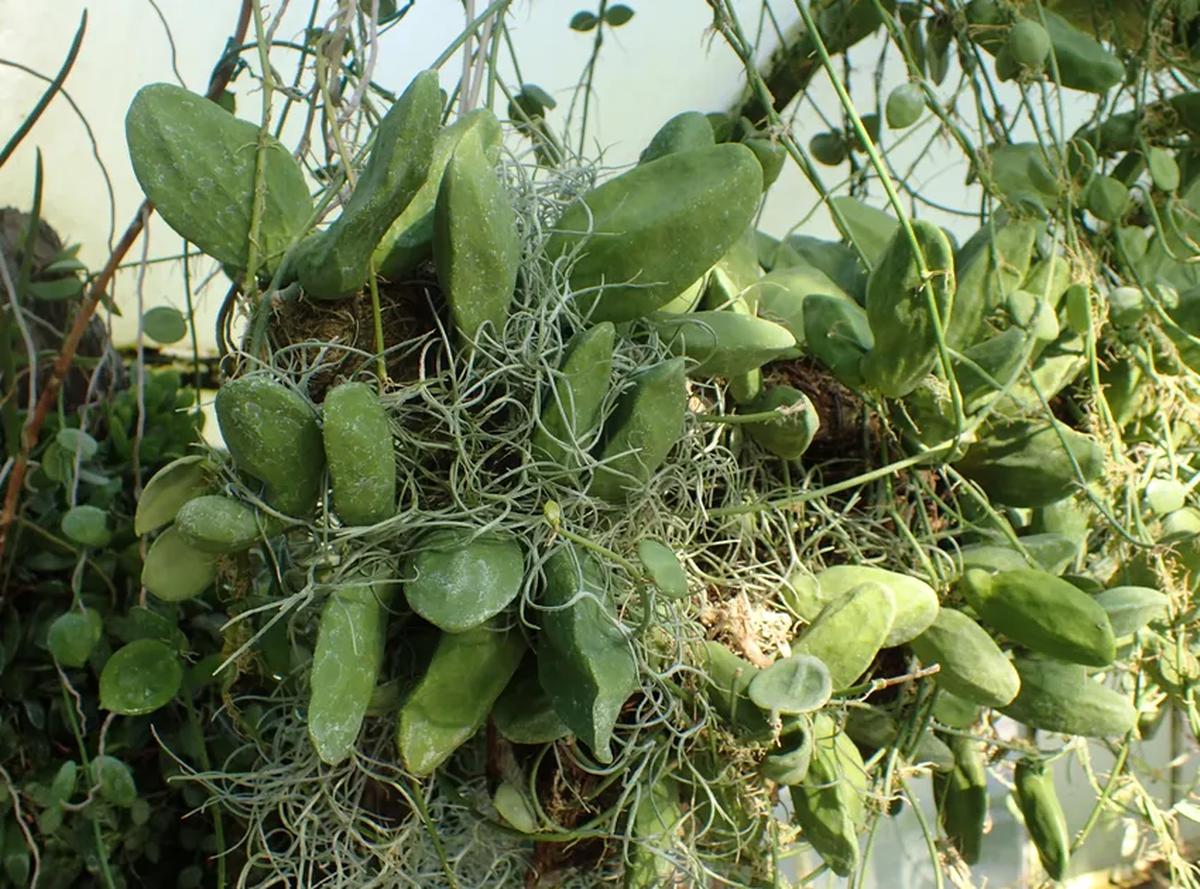 Tanaman Hias Dischidia dengan Daun Berbentuk Kantong Kecil