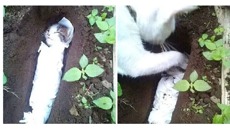 kucing kubur anaknya