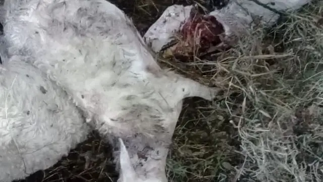 Puluhan kambing mati misterius di Kuningan, Jawa Barat. (Foto: Liputan6.com/Istimewa)
