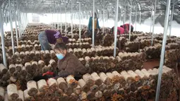 Penduduk desa memetik jamur pangan di pusat penanaman Desa Shiren, Mingshui, Heilongjiang, China, 11 Oktober 2020. Dalam beberapa tahun terakhir, Mingshui mendirikan beberapa pusat penanaman jamur pangan sehingga membantu rumah tangga miskin wilayah itu keluar dari kemiskinan. (Xinhua/Wang Jianwei)