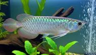 10 Ikan Peliharaan Bernilai Jual Tinggi yang Tidak Perlu Kolam Besar untuk Dipelihara di Rumah