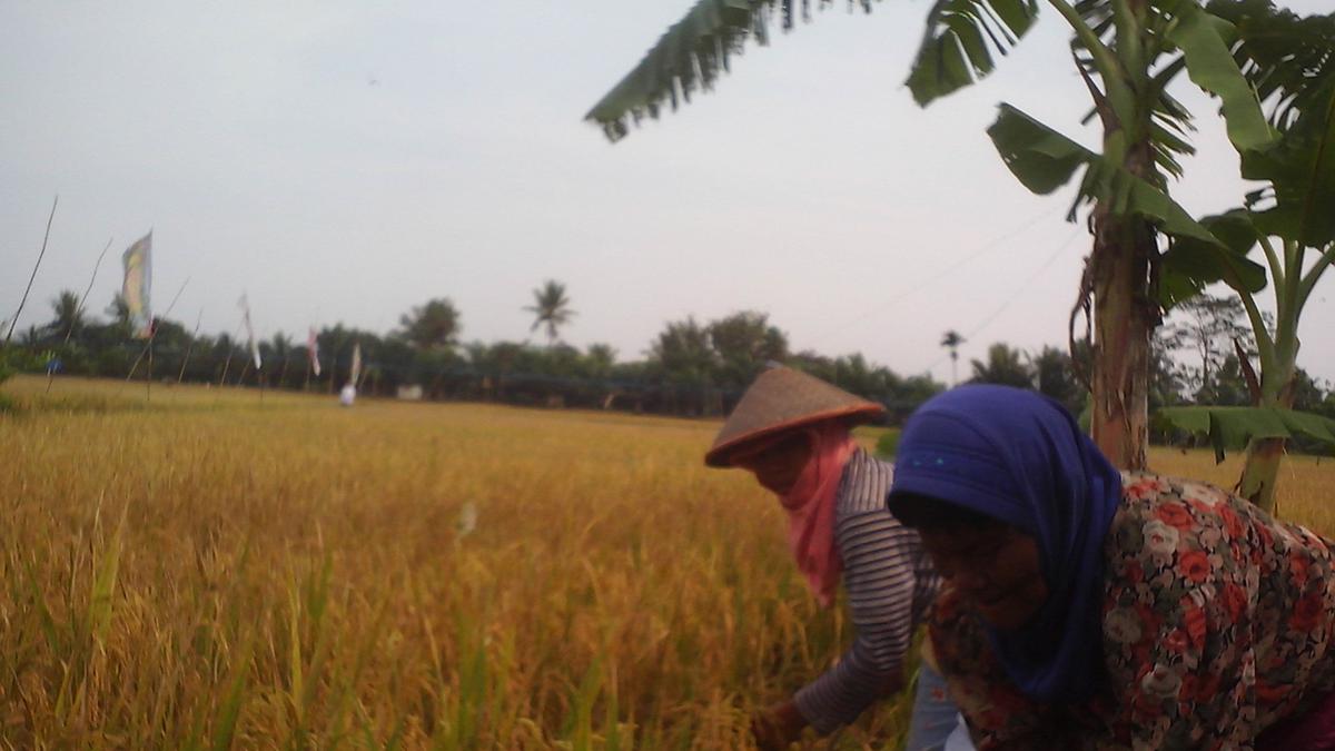 Daerah pertanian di negara vietnam terdapat di