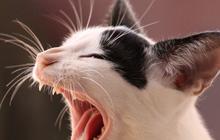 Daftar Obat Cacing Kucing dan Cara Penggunaannya, Dijamin Efektif