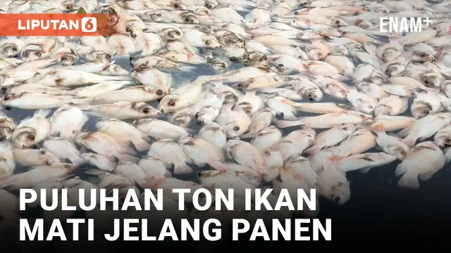 Siap Panen untuk Lebaran, Puluhan Ton Ikan di Boyolali Mati Mendadak