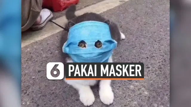Agar tak terinfeksi virus corona, hewan peliharaan ini dipakaikan masker oleh pemiliknya. Potret menggemaskan para hewan viral di media sosial.