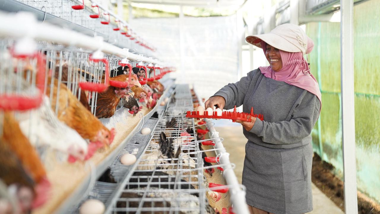 Ayam Bahagia Ternyata Hasilkan Telur Ajaib Ampuh buat Cegah Stunting Anak