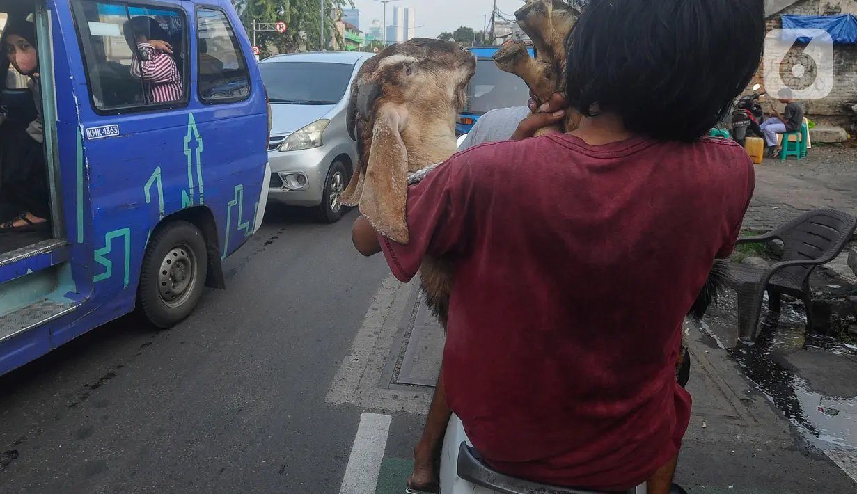 Pengendara motor membawa kambing kurban yang dibeli untuk diantarkan kepada konsumen di kawasan Tanah Abang, Jakarta Pusat, Minggu (16/6/2024). (merdeka.com/Arie Basuki)