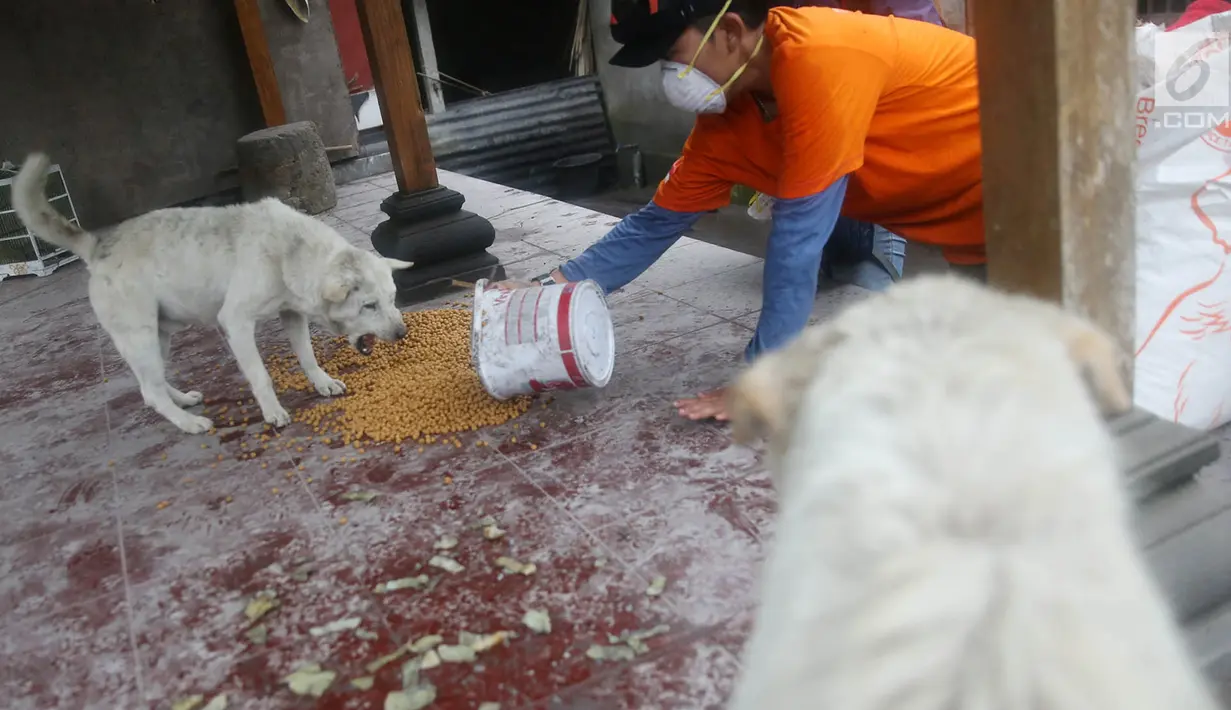 Relawan Bali Rumah Singgah Satwa memberi makan anjing yang ditinggalkan pengungsi di Dusun Sogra, Desa Sebudi, Karangasem, Bali, Minggu (3/12). (Liputan6.com/Immanuel Antonius)