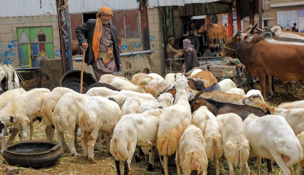 Seorang pedagang berdiri dekat domba jelang Hari Raya Idul Adha di pasar ternak di Sanaa, Yaman, Rabu (14/7/2021). Orang-orang membeli perbekalan untuk persiapan perayaan Idul Adha. (MOHAMMED HUWAIS/AFP)