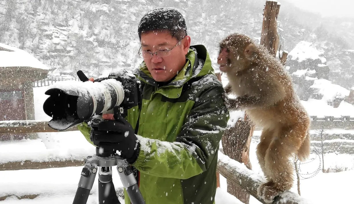 Seekor kera mendekati fotografer untuk melihat foto di kamera di Wulongkou Nature Reserve, Tiongkok (6/1). Tingkah kera yang akrab dengan fotografer ini menjadi pemandangan menarik. (AFP Photo/China Out)