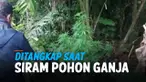 Seorang pria di Sumatera Utara ditangkap polisi karena memelihara belasan batang pohon ganja. Ganja tersebut ditanam untuk dikonsumsi oleh dirinya sendiri.