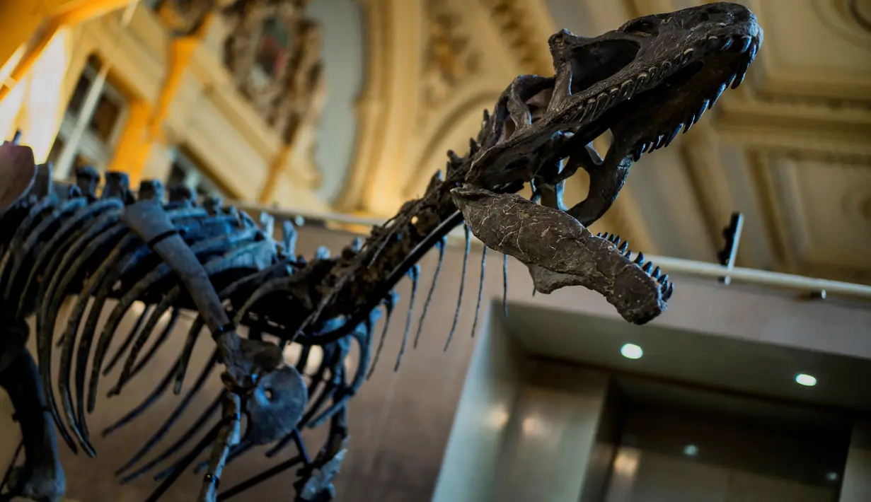 Kerangka bagian kepala dinosaurus berjenis alosaurus yang dipamerkan di rumah lelang Lyon Brotteaux Aguttes, Prancis, 5 Desember 2016. Dinosaurus yang diyakini telah punah sejak 135 juta tahun lalu itu ditemukan fosilnya pada 2013 . (JEFF PACHOUD/AFP)