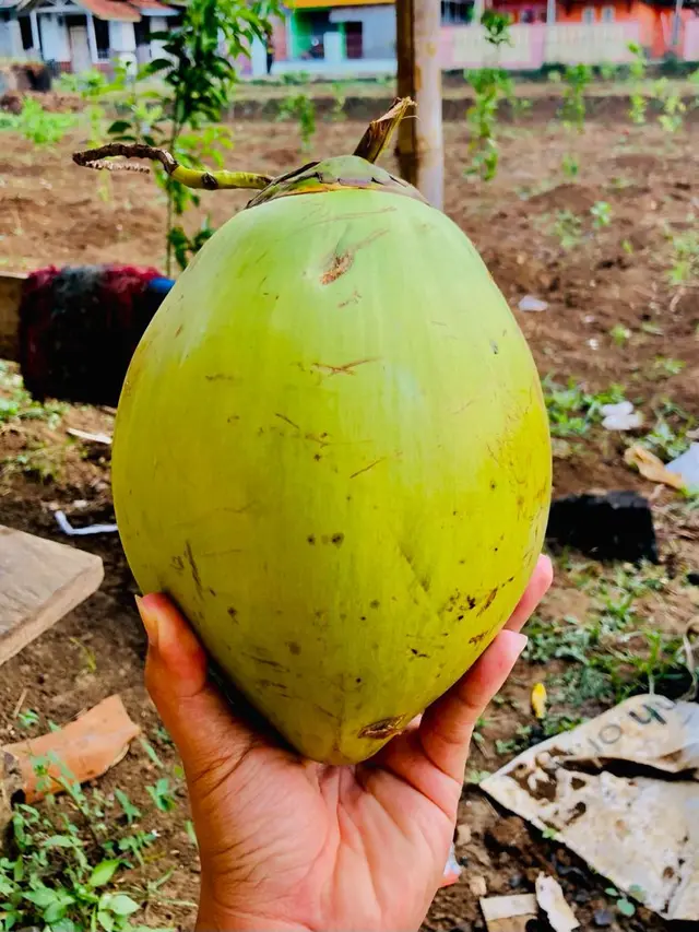 Manfaat Air Kelapa di Masa COVID-19, Bisa Jaga Daya Tahan Tubuh?