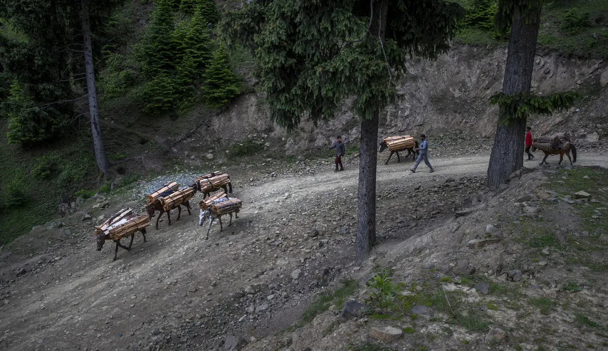 Penduduk desa Kashmir berjalan bersama kuda mereka membawa kayu yang dikumpulkan dari hutan terdekat di Tosamaidan barat daya Srinagar, Kashmir yang dikuasai India, Senin (21/6/2021).  Padang rumput Tosamaidan ini dulunya merupakan tempat tembak artileri tentara India. (AP Photo/Dar Yasin)