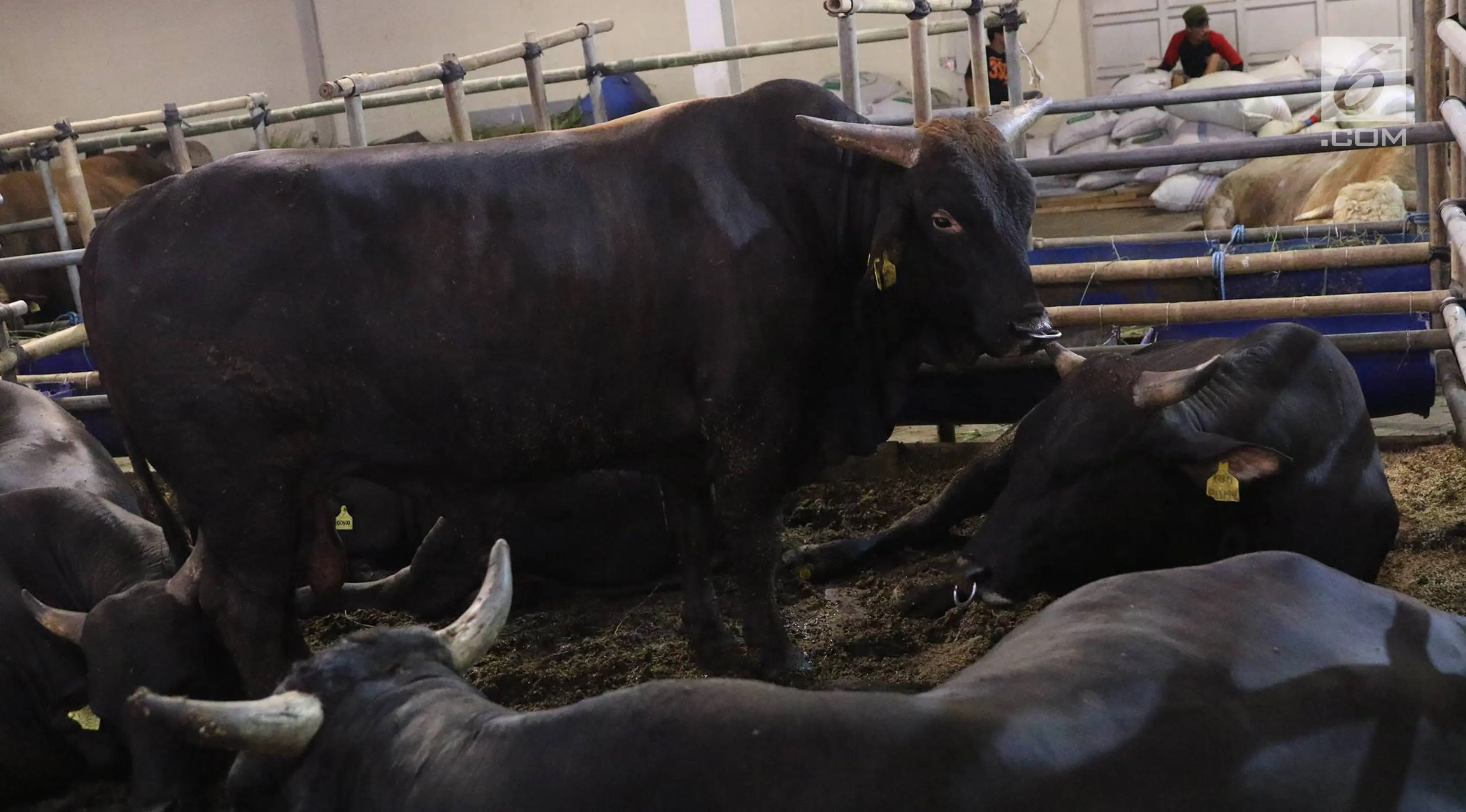 Sapi wagyu yang dijual di Mall Hewan Qurban H. Doni, Depok, Jawa Barat, Senin (7/8). Sapi asal Jepang tersebut turut meramaikan penjualan hewan kurban di Depok yang dijual berkisar Rp75 juta hingga Rp200 juta. (Liputan6.com/Immanuel Antonius)