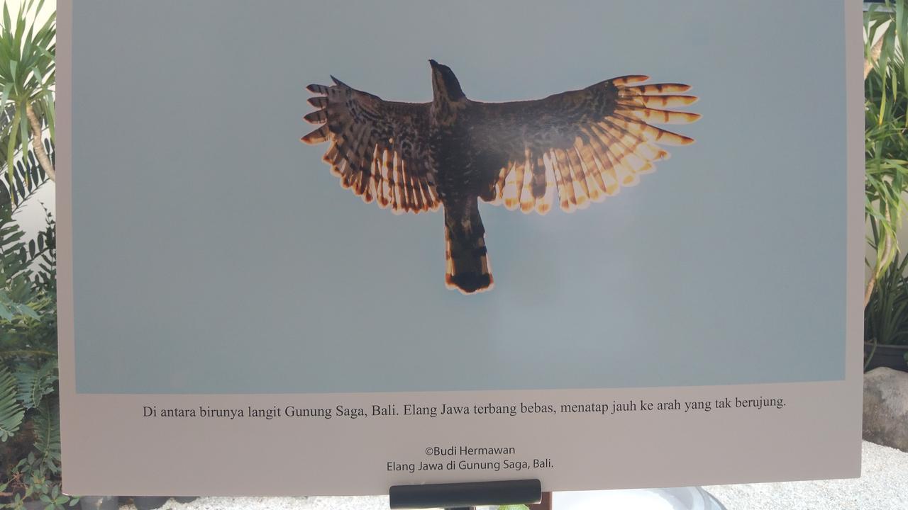 Elang Jawa Makin Langka, Populasinya Tersisa 1.500 Ekor