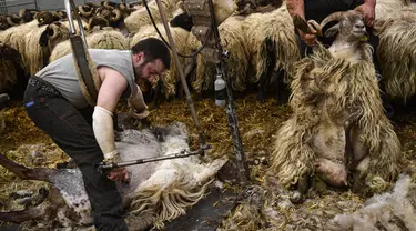 Shearer Juan Ramon mencukur bulu domba di desa kecil Pyrenean, Bizkarreta, Spanyol, Sabtu (29/5/2021). Bulu domba dicukur sebelum musim panas agar tidak merasakan terlalu panas untuk hewan dengan bulu seperti mereka. (AP Photo/Alvaro Barrientos)