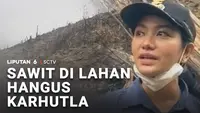 Sawit di Lahan Hangus Karhutla