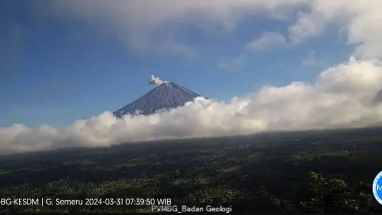 Gunung Semeru kembali erupsi dengan tinggi kolom letusan capai 600 meter (Istimewa)