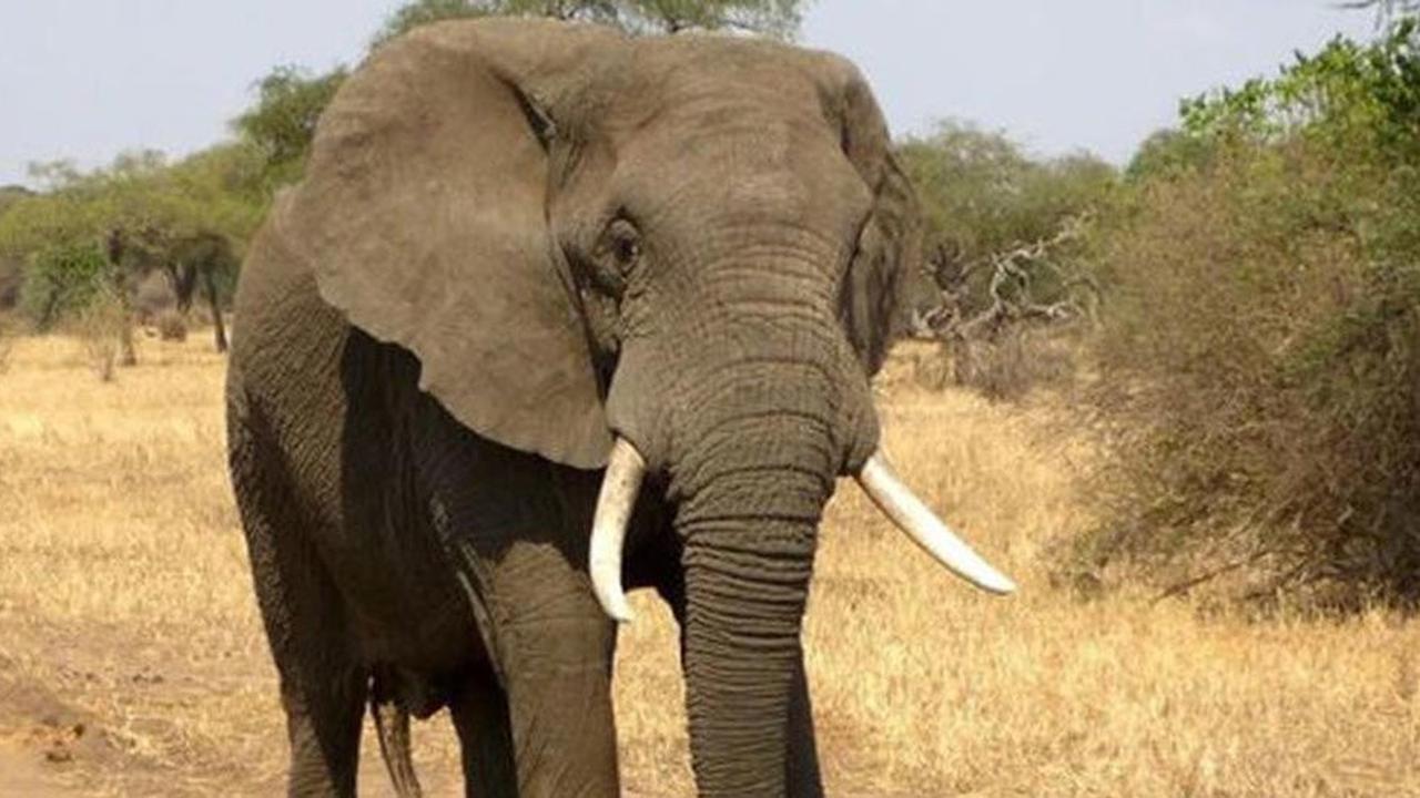 Puluhan Gajah Sumatera Mati di Taman Nasional Tesso Nilo, Habitat Habis Dirambah
