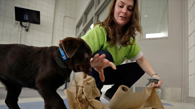 Narapidana Caitlin Hyland membersihkan kencing anak anjing di lantai Penjara Merrimack County, Boscawen, New Hampshire, AS, Selasa (8/1). Para narapidana mengaku bahagia dapat merawat anak-anak anjing dalam penjara. (AP Photo/Elise Amendola)