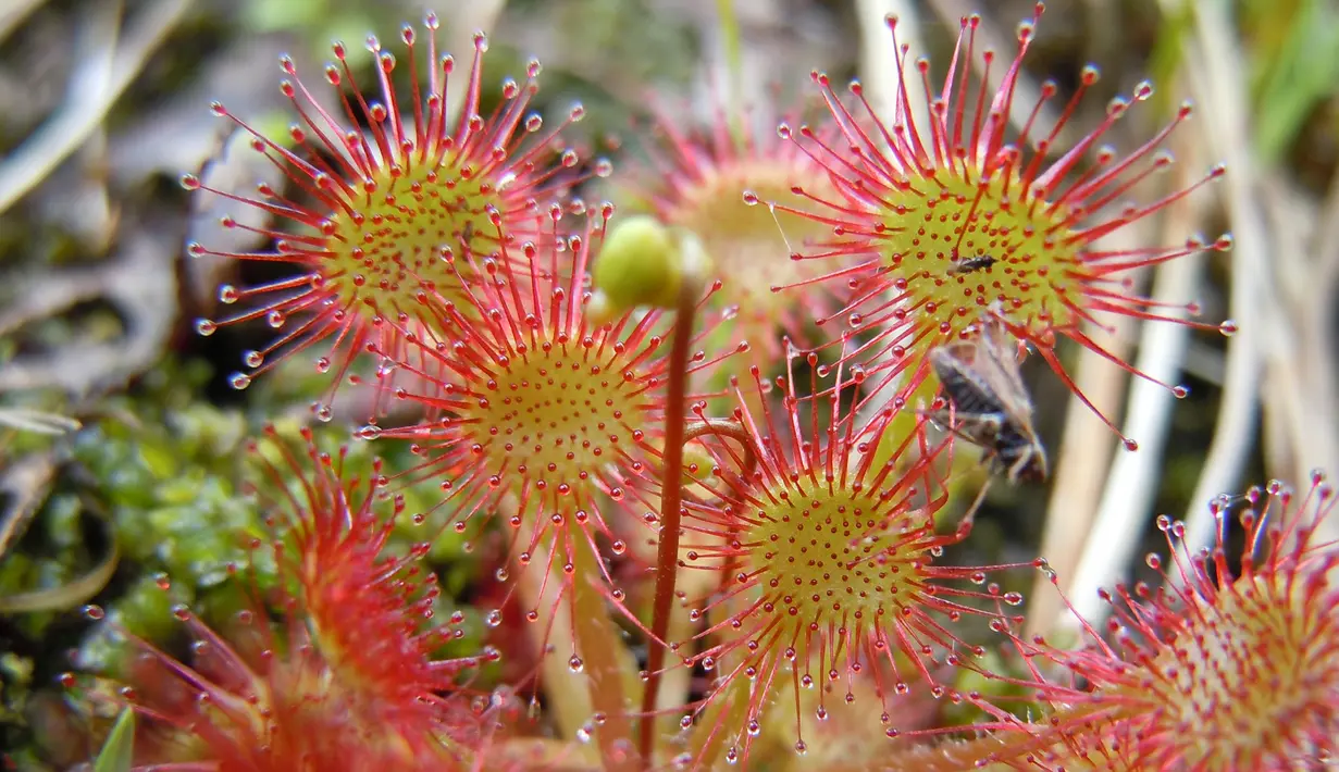Drosera, umumnya dikenal sebagai Sundews. Sundews dicirikan oleh kelenjar tentakel bergerak, diatapi dengan cairan lengket manis. Ketika serangga tertangkap tentakelnya, selesailah riwayatnya. (www.carnivorousplantstore.com)