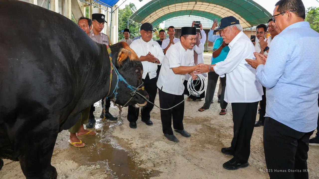 Presiden Prabowo Subianto memberikan dua ekor sapi kurban yang disalurkan untuk masyarakat di kawasan Ibu Kota Nusantara (IKN).  (Foto: Otorita IKN)