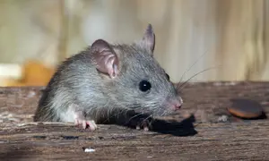 Ilustrasi Tikus/https://unsplash.com/Joshua J. Cotten
