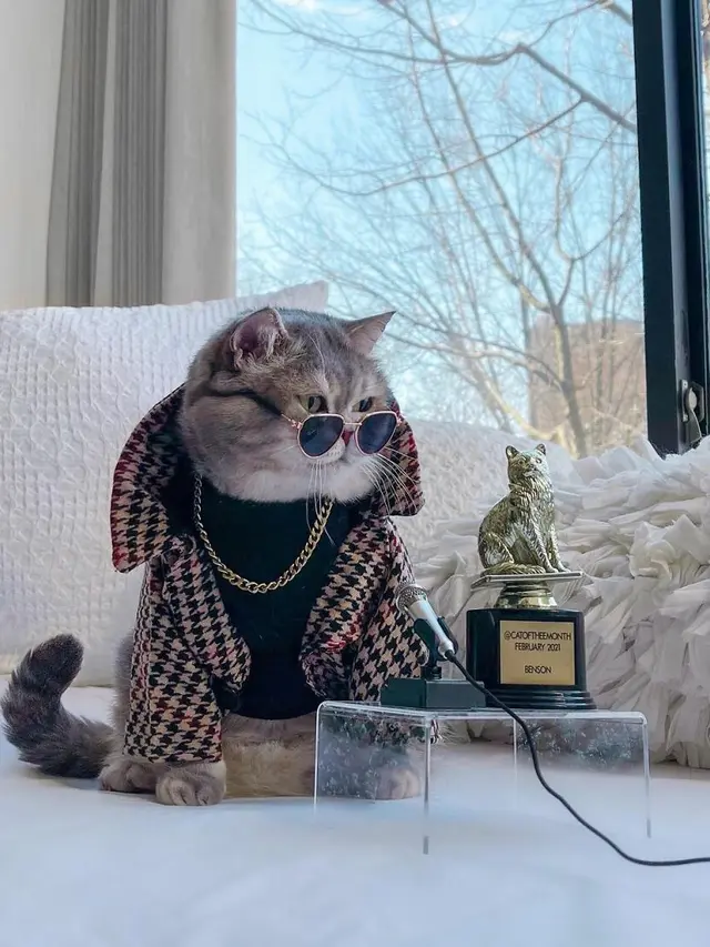 Kenalkan Benson, Kucing Jalanan yang Berubah Jadi Stylish Setelah Diadopsi
