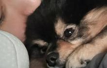 Momen V BTS dan Yeontan yang Kini Tinggal Kenangan, dari Pertama Kali Diadopsi hingga Teaser Lagu