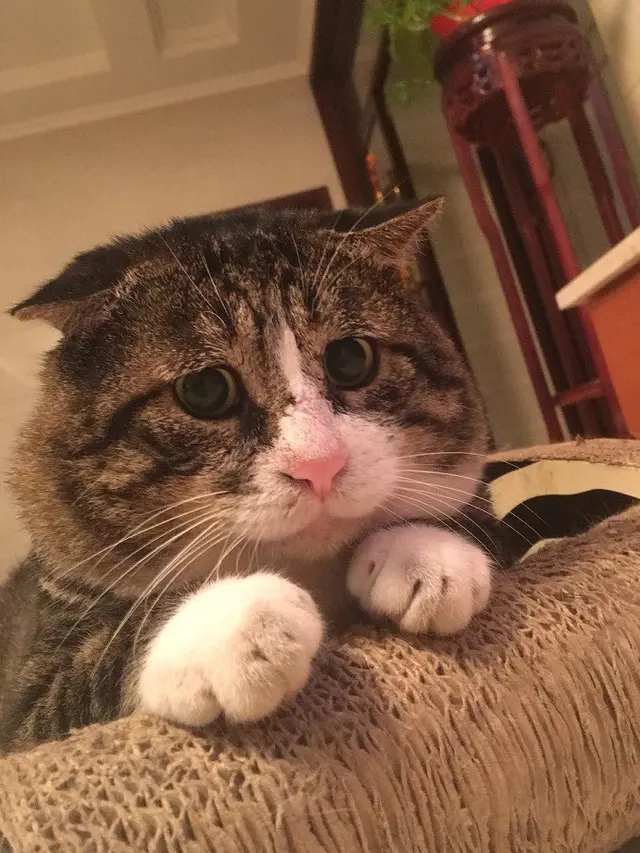 Tingkah Kocak Kucing Ini Viral Jadi Meme di Medsos