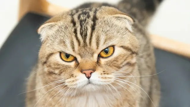 Scottish Fold
