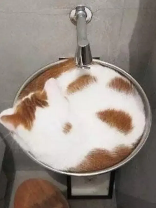 Muat di Mana Saja, 8 Potret Ini Buktikan Kucing Sebenarnya 'Tidak Bertulang'