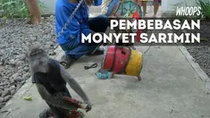 Pelepasan ini bertujuan untuk memberikan kesempatan satwa eks topeng monyet kembali ke habitat aslinya sesuai prinsip kesejahteraan hewan.