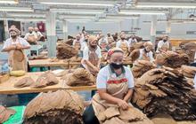 PTPN I Perkuat Produksi Tembakau Premium untuk Penuhi Pasar Cerutu Global