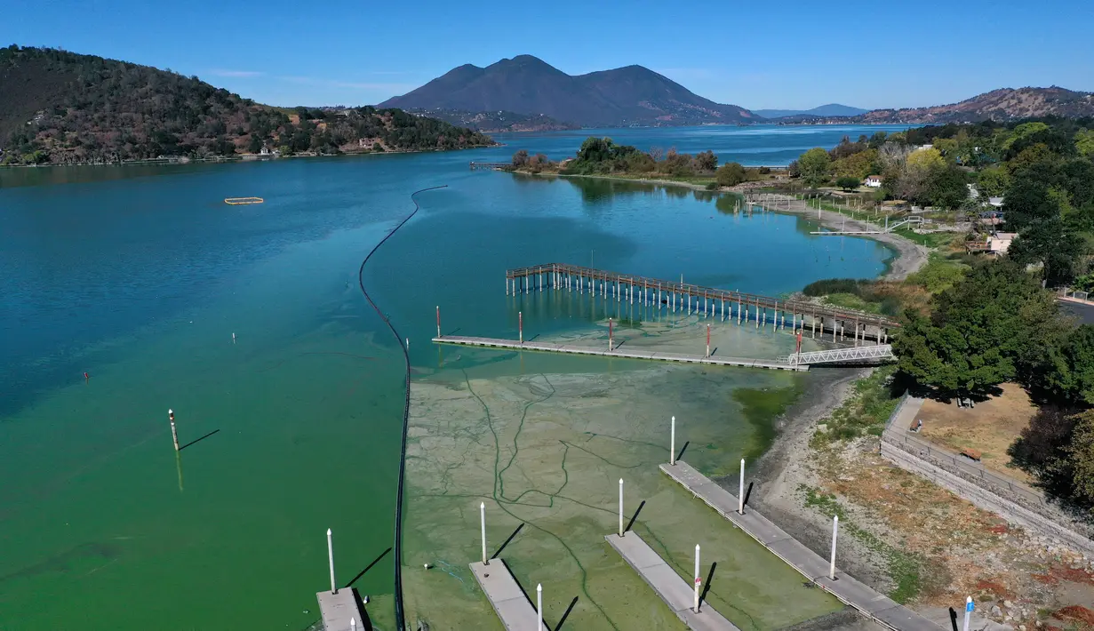 Foto udara menunjukkan mekarnya cyanobacteria atau disebut ganggang biru-hijau di Clear Lake di Redbud Park, California (26/9/2021). Hampir 300 warga yang tinggal di sekitar Clear Lake menggunakan air danau tersebut untuk memenuhi kebutuhan sehari-hari. (Justin Sullivan/Getty Images/AFP)