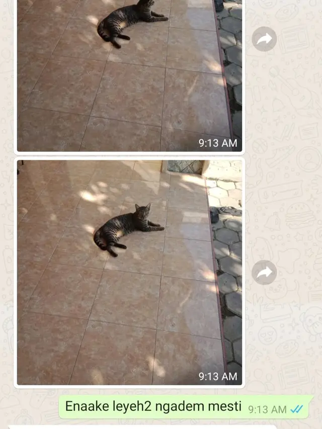 6 Chat Ibu ke Grup Keluarga Bahas Kucing Ini Bikin Tepuk Jidat