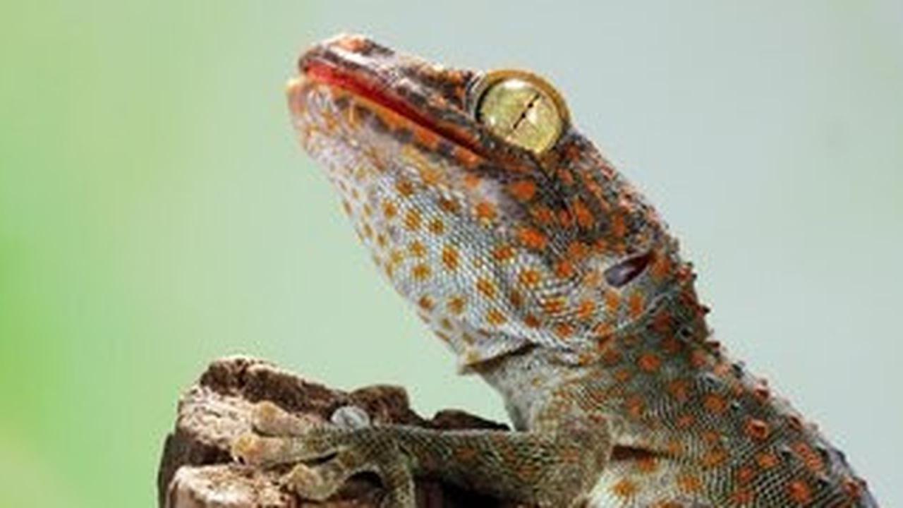 Cara Efektif Mengusir Tokek dari Rumah dengan Bahan Alami Tanpa Membunuhnya