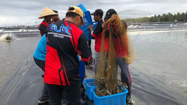 Ilustrasi panen udang vaname di tambak. (Tira/Liputan6.com)