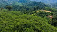 Hutan di Gunungkidul Jadi Sumber Pangan dan Penggerak Ekonomi Desa