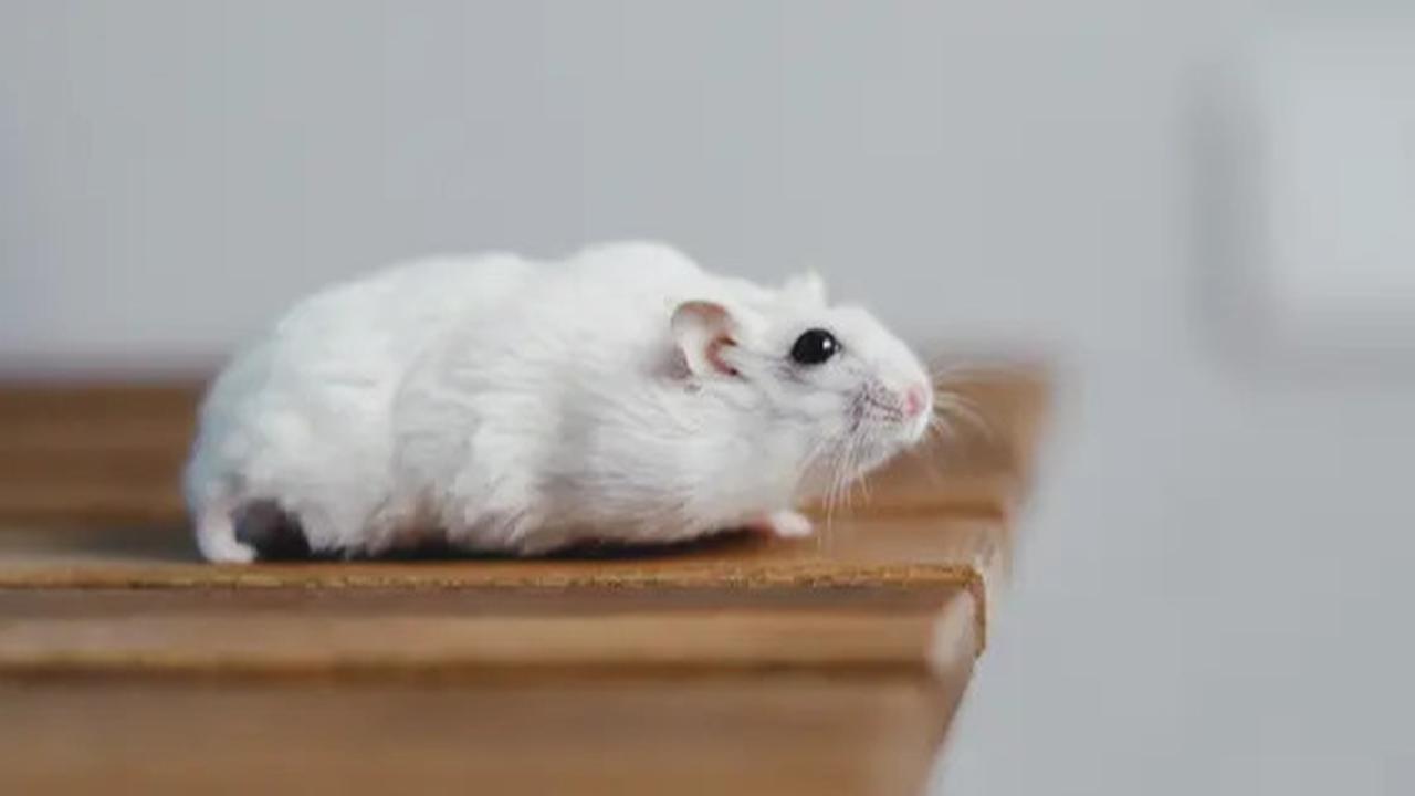 Pakai Bahan Dapur Ini untuk Mengusir Tikus Agar Rumah Tetap Higienis
