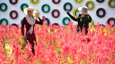 Pengunjung berjalan-jalan saat mengunjungi taman bunga celosia di Banda Aceh, Sabtu (13/7/2019). Taman seluas 2.500 meter persegi ini dihiasi bunga-bunga celosia berwarna-warni. (CHAIDEER MAHYUDDIN/AFP)