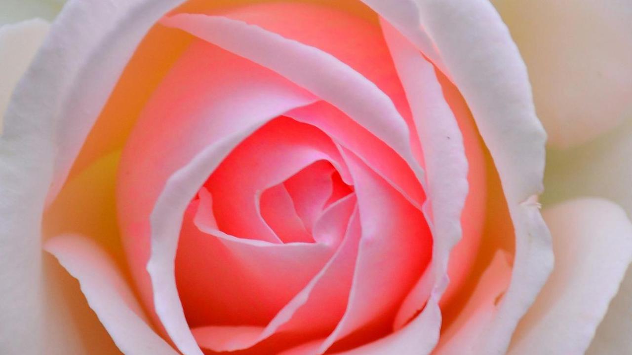 <b>Juliet Rose</b><br>
