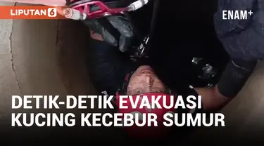 Evakuasi Kucing di Dalam Sumur 'Markas Lebah' Berlangsung Dramatis