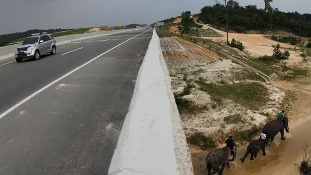 Hutama Karya membangun terowongan gajah di sejumlah titik jalan tol Pekanbaru-Dumai